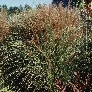 thumbnail for publication: Miscanthus sinensis 'Morning Light' Morning Light Maiden Grass